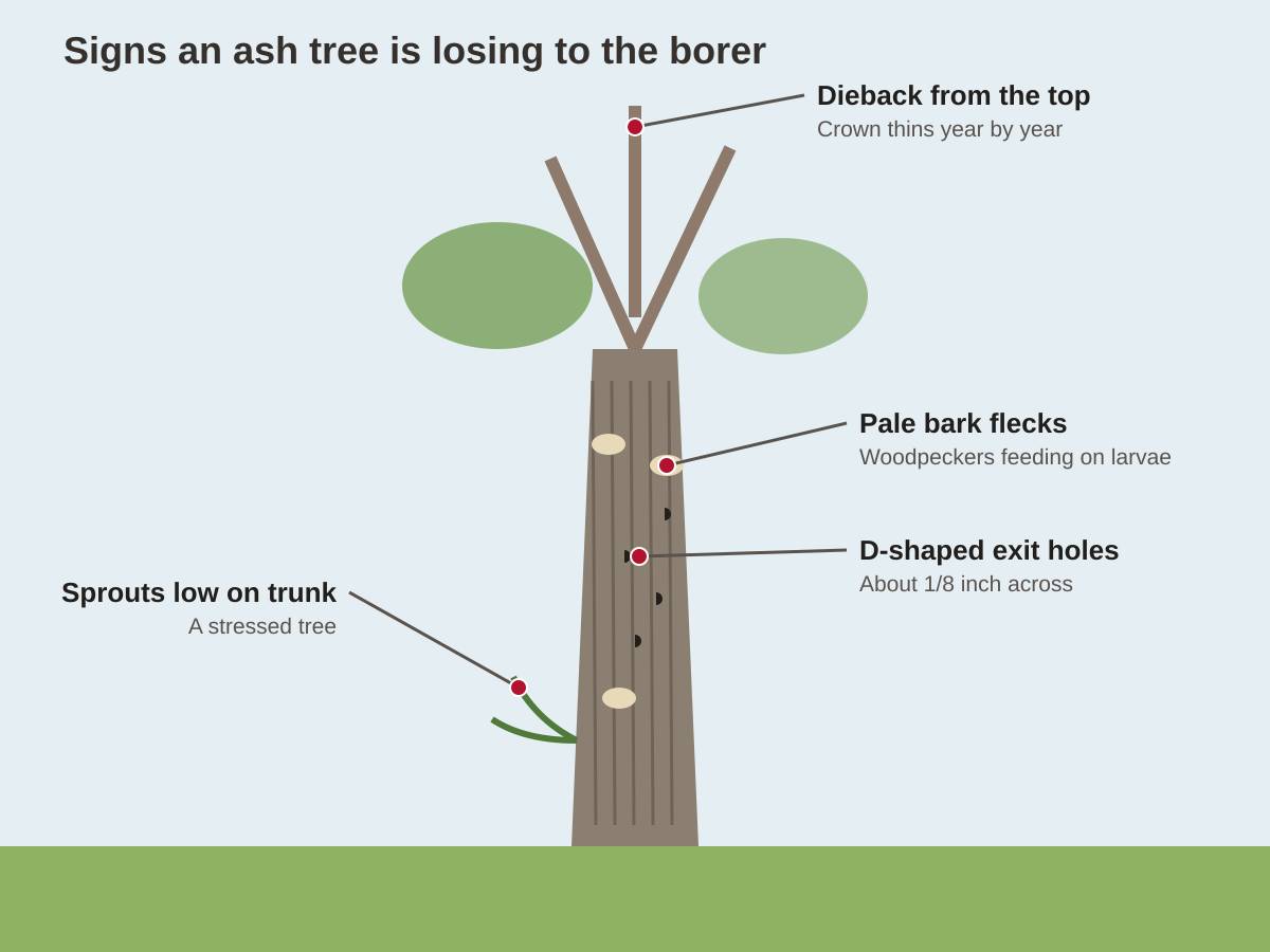 Drawing of an ash trunk and thinning crown, with labels for dieback from the top, pale bark flecks from woodpeckers, D-shaped exit holes and sprouts low on the trunk