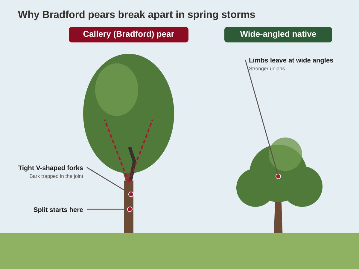 Drawing comparing a Bradford pear with many tight V-shaped forks and a split starting at the base of the crown, next to a native tree whose limbs leave the trunk at wide, strong angles