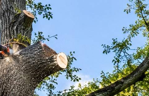 Looking up at a tall trunk against a blue sky, with two freshly sawn limb stubs showing pale cut faces and a chainsaw bar at the left edge. Illustrative stock-style image, not a Columbia job or a professional in our network