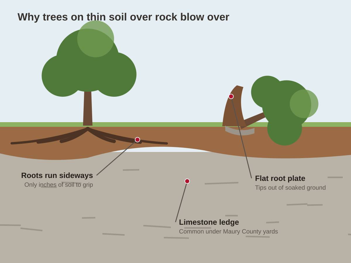 Cross-section drawing of a lawn with only a few inches of soil over a limestone ledge: a standing tree with roots spreading sideways, and a second tree tipped over with its flat root plate lifted out of the ground