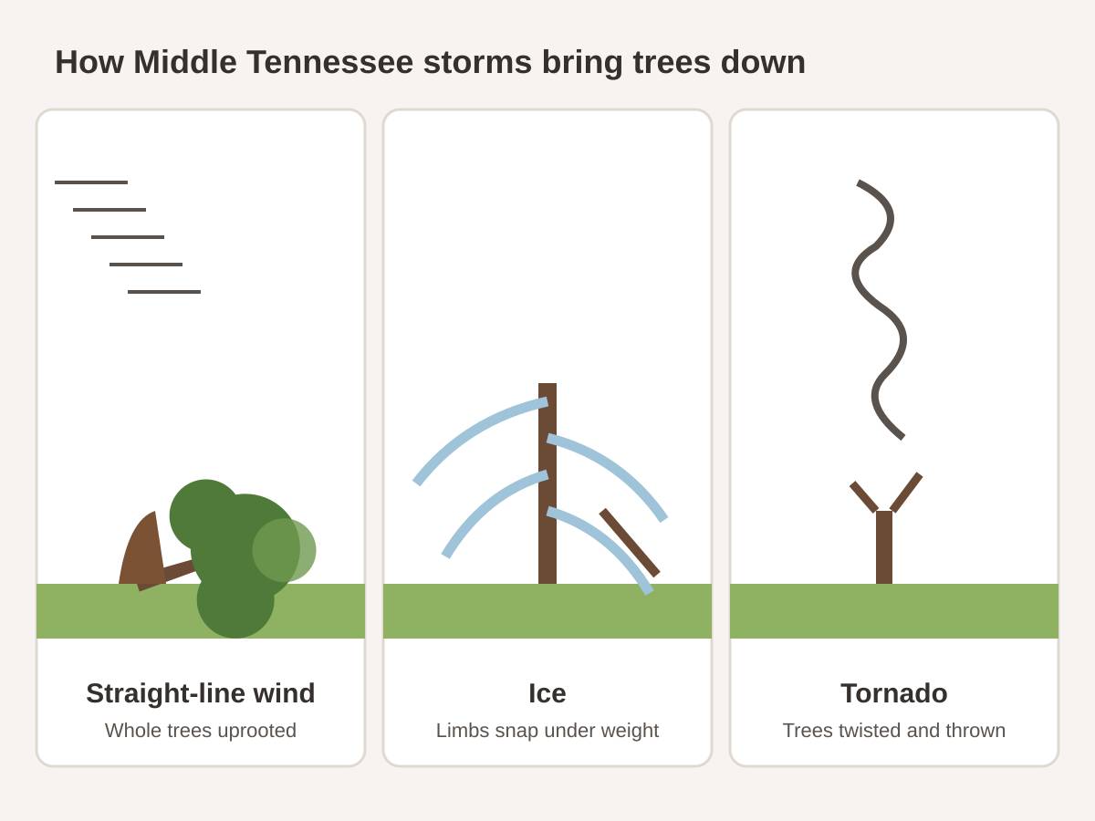 Three-panel drawing of how Middle Tennessee storms bring trees down: straight-line wind uprooting a whole tree, ice bending and snapping limbs, and a tornado twisting a trunk apart