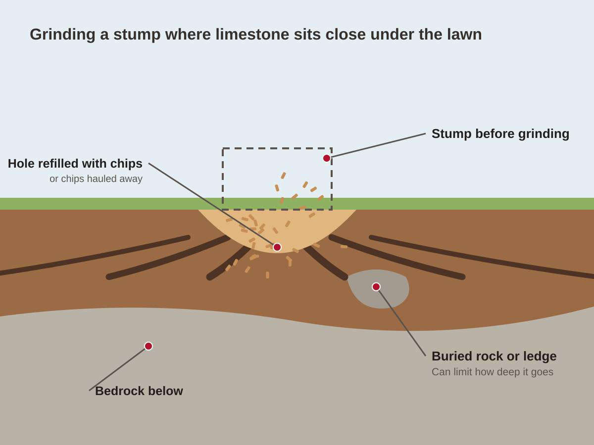 Cross-section drawing of a stump ground below a lawn, with the hole refilled with chips, roots spreading sideways, a buried rock close to the hole and limestone bedrock beneath